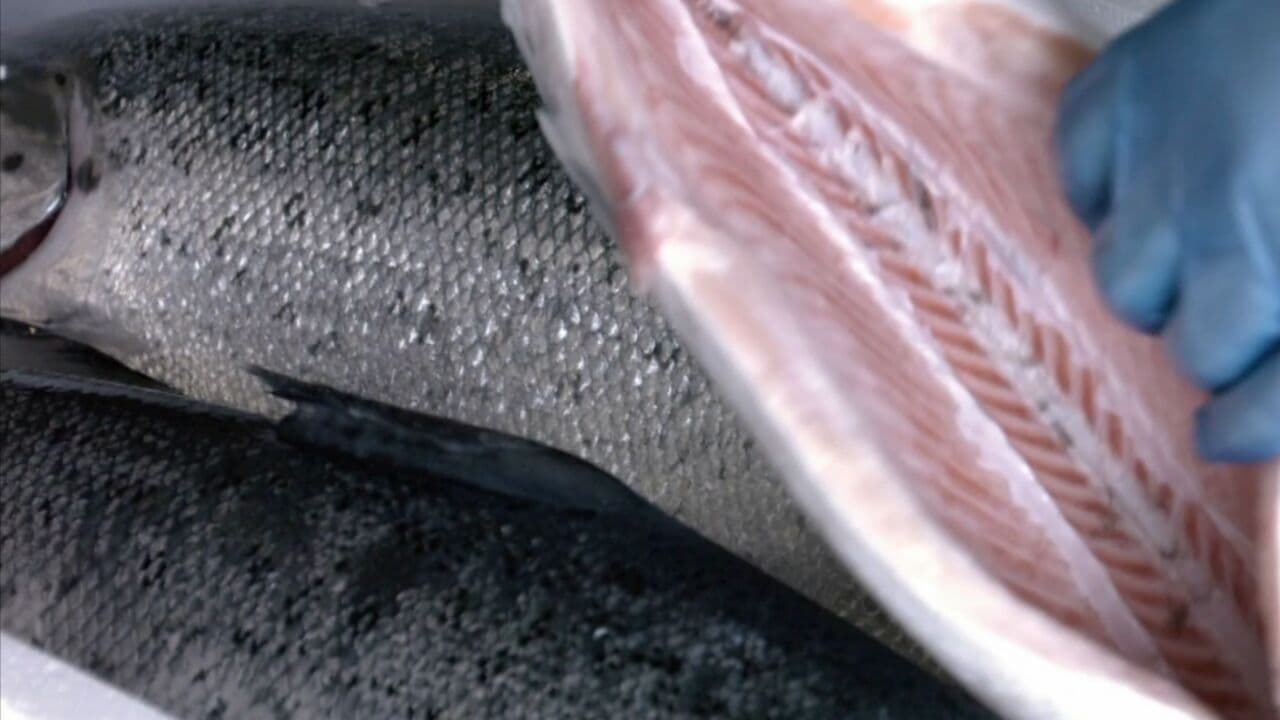 Frozen salmon fillet_gutted salmon head